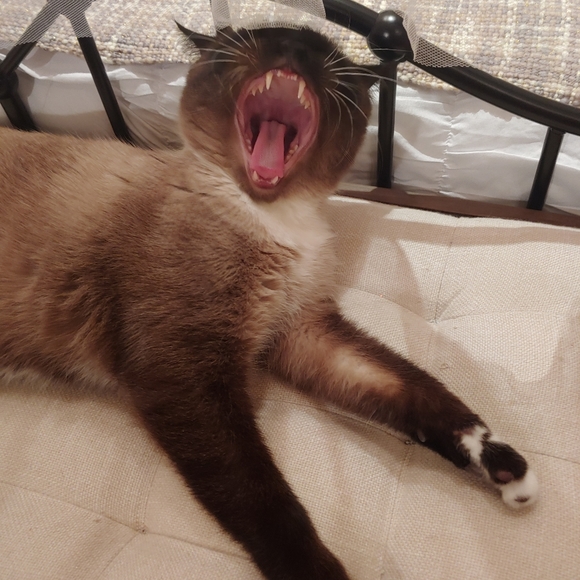 Meet your Posher, Jennifer - Picture 4 of 5